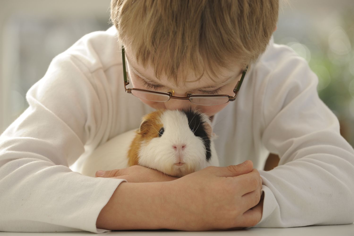 Do you have to have store two guinea pigs
